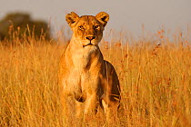 RF- African Lion (Panthera leo) female hunting, Masai Mara, Kenya. (This image may be licensed either as rights managed or royalty free.)