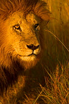 African Lion (Panthera leo) male 'Notch' portrait, Masai Mara, Kenya