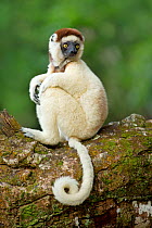 Verreaux Sifaka (Propithecus verreauxi) with prehensile tail curled round, Madagascar