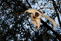 Verreaux Sifaka (Propithecus verreauxi) hanging from tree, Madagascar