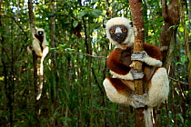 Coquerel's Sifakas (Propithecus coquereli) in coastal rainforest, Palmarium Reserve, Madagascar