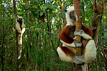 Coquerel's Sifakas (Propithecus coquereli) in coastal rainforest, Palmarium Reserve, Madagascar