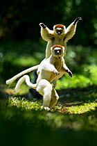 Verreaux Sifakas (Propithecus verreauxi) jumping ('dancing') across ground, Madagascar