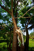 Verreaux Sifaka (Propithecus verreauxi) in forest, Madagascar