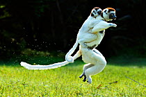 Verreaux Sifaka (Propithecus verreauxi) jumping across ground with baby on its back, Madagascar