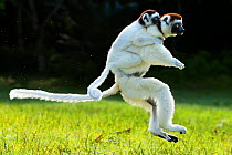 Verreaux Sifaka (Propithecus verreauxi) jumping across ground with baby on its back, Madagascar