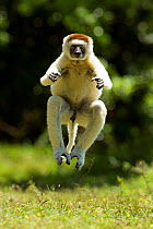 Verreaux Sifaka (Propithecus verreauxi) jumping ('dancing') across ground, Madagascar