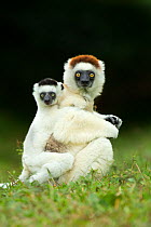 Verreaux Sifaka (Propithecus verreauxi) mother carrying baby.  Madagascar