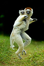 Verreaux Sifaka (Propithecus verreauxi) mother carrying baby. ~Madagascar