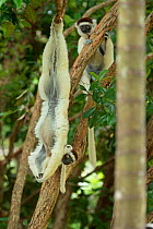 Verreaux Sifaka (Propithecus verreauxi) hanging from tree, in forest Madagascar