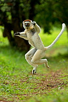 RF- Verreaux Sifaka (Propithecus verreauxi) jumping ('dancing') across ground, Madagascar. (This image may be licensed either as rights managed or royalty free.)