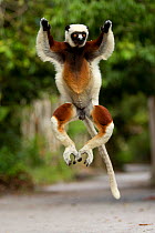 Coquerel's Sifaka (Propithecus coquereli) jumping, Palmarium Reserve, Madagascar