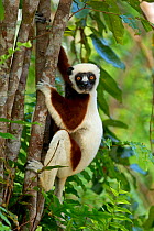 Coquerel's Sifaka (Propithecus coquereli) climbing tree, Palmarium Reserve, Madagascar