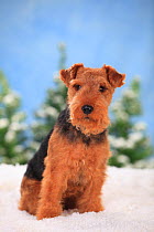 Welsh Terrier, bitch  in snowy scene.