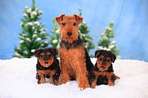 Welsh Terrier, bitch with puppies, 8 weeks  in snowy scene.