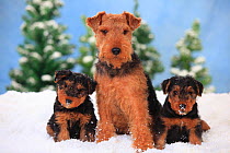 Welsh Terrier, bitch with puppies aged 8 weeks  in snowy scene.
