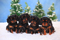 Cavalier King Charles Spaniel, puppies with black-and-tan colouration aged 3 months,  in snowy scene.