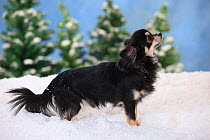 Chihuahua, longhaired with black-cream-white colouration in snowy scene.