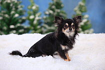 Chihuahua, longhaired with black-cream-white colouration in snowy scene.