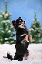 Chihuahua, longhaired with black-cream-white colouration, sitting on hind legs  in snowy scene.