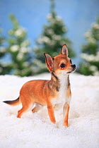Chihuahua, short-haired, male aged 7 months  in snowy scene.