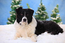 Border Collie aged15 years, resting in snowy scene.