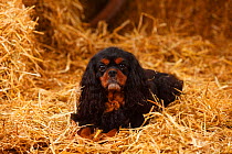 Cavalier King Charles Spaniel with black-and-tan colouration, in straw