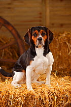 Beagle, bitch standing on hay bale in straw