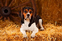 Beagle, bitch sitting on hay bale iin straw