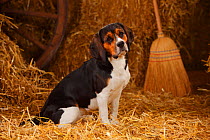 Beagle, bitch sitting in straw