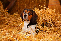 Beagle, bitch sitting amongst hay in straw