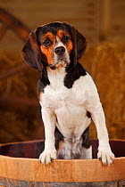 Beagle, bitch standing in barrel in straw