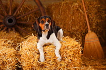 Beagle, bitch resting on hay bale in straw