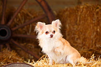 Chihuahua, longhaired, isabell in straw