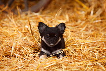 Chihuahua, longhaired, puppy in straw