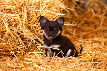 Chihuahua, longhaired  puppy sitting on hay bale in straw