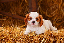 Cavalier King Charles Spaniel, puppy with blenheim colouration aged 7 weeks   sitting on hay bale in straw