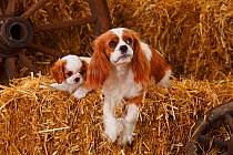 Cavalier King Charles Spaniel, bitch with puppy (aged 7 weeks) both with blenheim colouration, on hay bale in straw