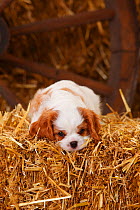 Cavalier King Charles Spaniel, puppy aged 7 weeks with blenheim colouration, resting on hay bale in straw