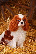 Cavalier King Charles Spaniel, bitch with blenheim colouration in straw