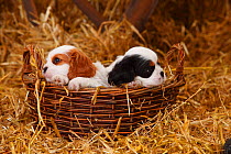 Cavalier King Charles Spaniel, puppies aged 7 weeks with tricolour and blenheim colouration, in basket in straw