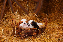 Cavalier King Charles Spaniel, puppies aged 7 weeks with tricolour and blenheim colouration, in basket in straw