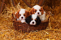 Cavalier King Charles Spaniel puppies aged 7 weeks with tricolour and blenheim colouration, in basket in straw