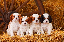 Cavalier King Charles Spaniel puppies aged 7 weeks, with tricolour and blenheim colouration, on hay bale in straw