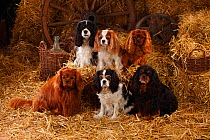 Cavalier King Charles Spaniels with all four of the coat patterns for this breed, ruby, tricolour, blenheim and black-and-tan. Sitting in straw