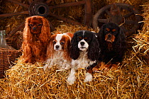 Cavalier King Charles Spaniels with all four of the coat patterns for this breed, ruby, blenheim, tricolour, and black-and-tan. Sitting on hay bale in straw.