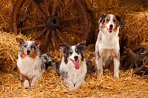 Australian Shepherd, bitches, with blue merle colouration, in straw