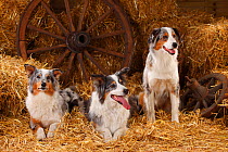 Australian Shepherd, bitches, with blue merle colouration, in straw