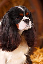 Cavalier King Charles Spaniel male with tricolour coat, aged 3, in straw