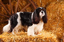 Cavalier King Charles Spaniel male with tricolour coat, aged 3, in straw